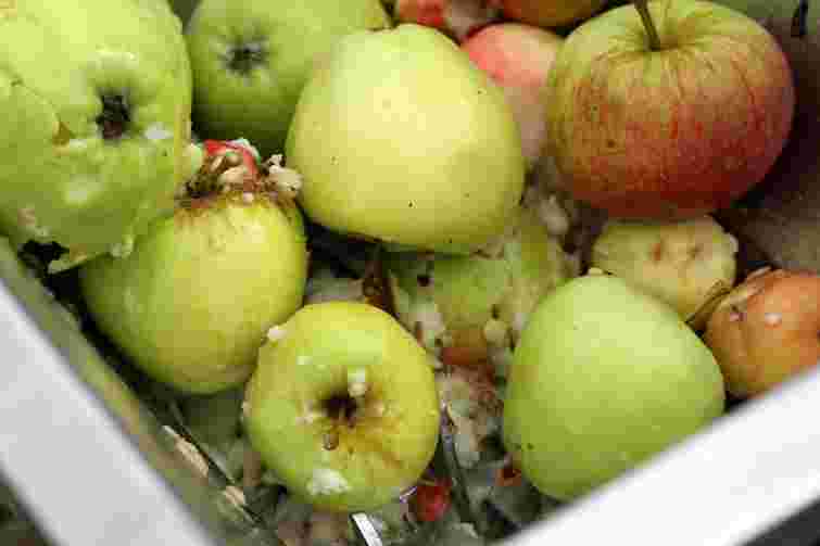 Ця осіння помилка знищить ваш сад: що робити з гнилими яблуками