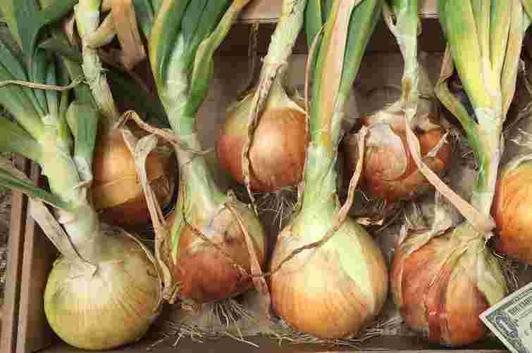 Одна помилка – і вся цибуля згниє: як не зіпсувати урожай після збирання