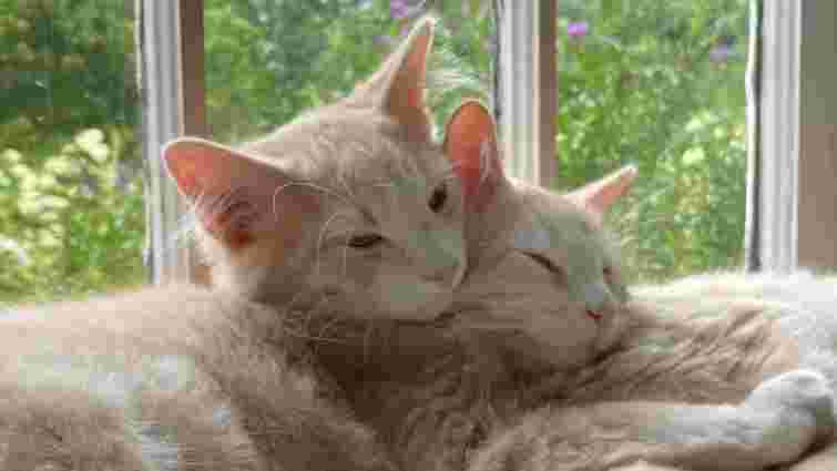 Зважайте на наслідки: що треба знати кожному власнику двох і більше котів