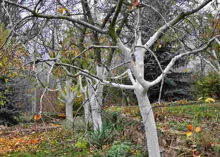 Міф чи необхідність: чи дійсно потрібно білити дерева восени