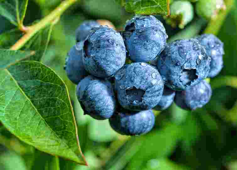 Закладаємо урожай на наступний рік: якого догляду потребує лохина восени