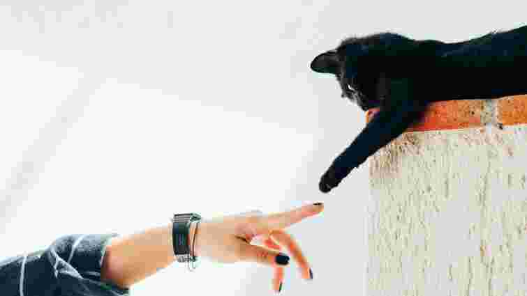 Втратили контакт: чому кіт не дає вам себе погладити