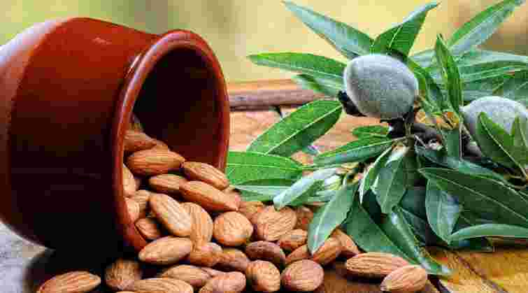 Як мигдаль впливає на здоровʼя кишківника, серця і рівень цукру в крові