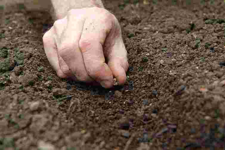 Не проґавте шанс на ранній урожай: що і як можна садити під зиму