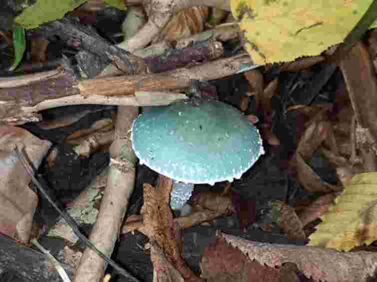 На Буковині сімʼя з пʼяти людей отруїлася дикорослими грибами