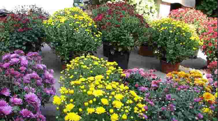 В Ужгороді обрали локації для торгівлі квітами до Дня пам’яті померлих