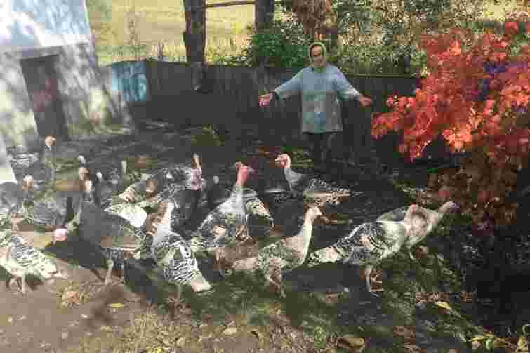 Після розголосу в ЗМІ злодії підкинули селянам з Тернопільщини 28 вкрадених індиків