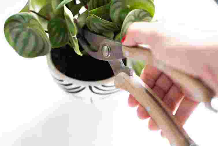 Будуть набагато краще рости: які кімнатні рослини обовʼязково треба обрізати
