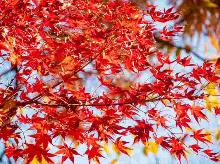 Які дерева та кущі посадити в саду, щоб восени було кольорово