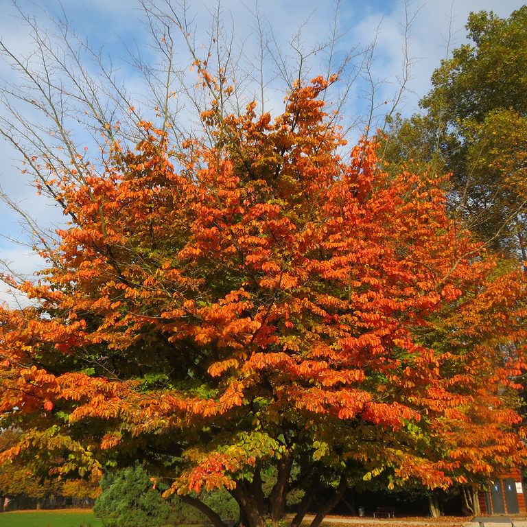 Паротія перська. Фото з відкритих джерел