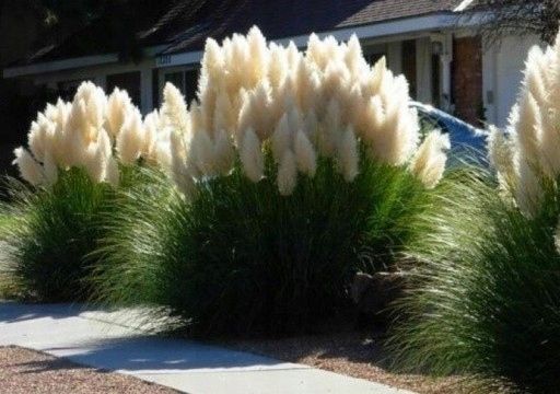 Пампасна трава