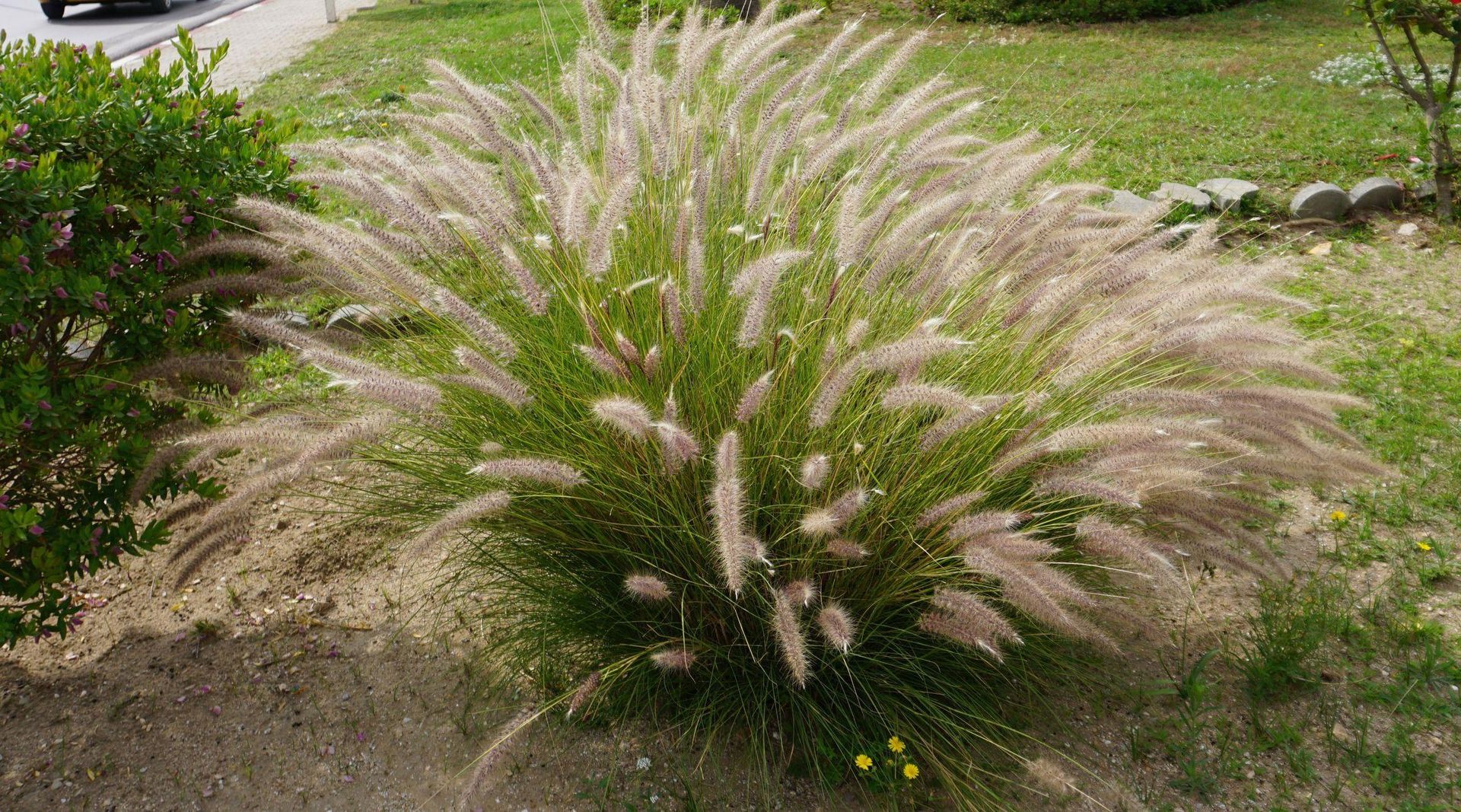 Пеннісетум лисохвістовий