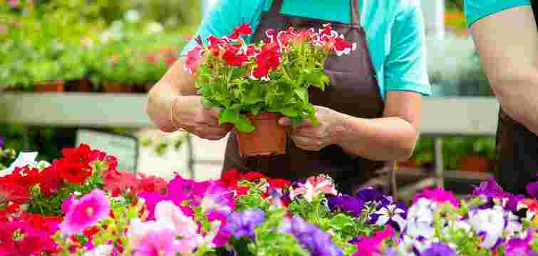 Не поспішайте викидати: що робити з петуніями восени, щоб зберегти їх до весни