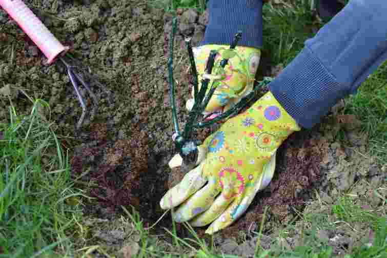 Ефект просто вражає: що варто насипати в лунку при посадці троянд восени