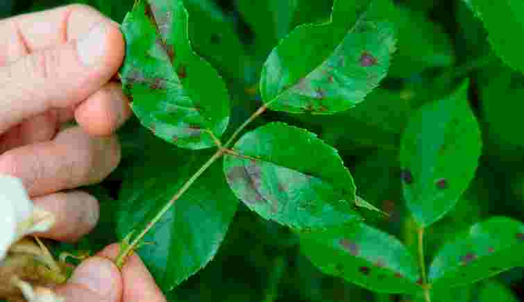 Можуть не пережити зиму: як не втратити троянди після перших морозів