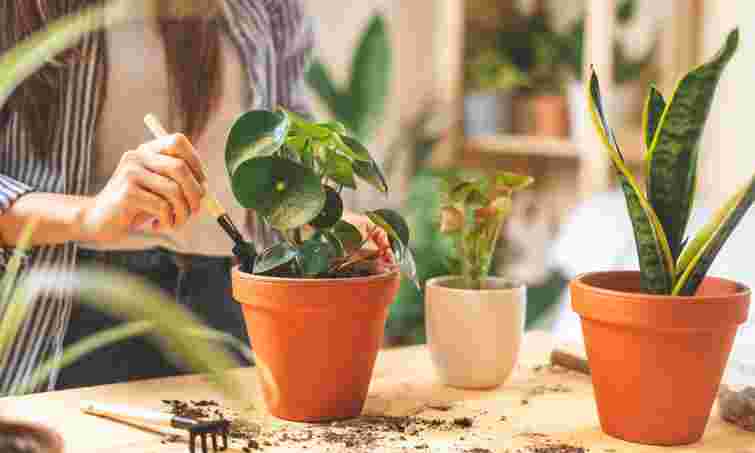 Стрес від холоду вбиває кімнатні рослини: як їх захистити при похолоданні