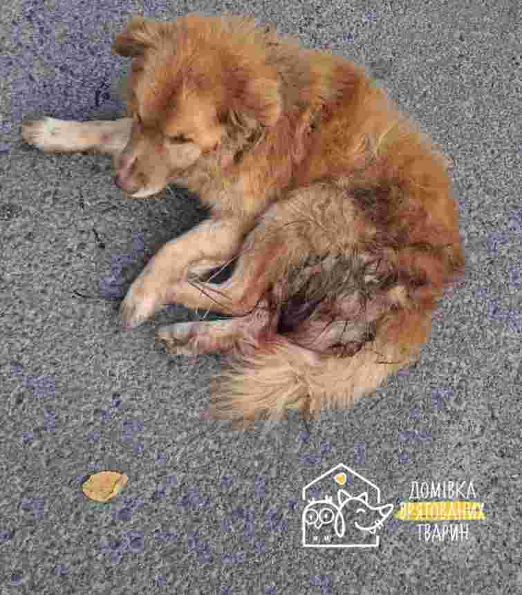 У Львові зоозахисники знайшли собаку з чотирма кульовими пораненнями