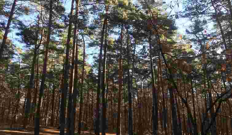 Посадовця Держгеокадастру виправдали у справі передачі під забудову 14,7 га лісу в Брюховичах