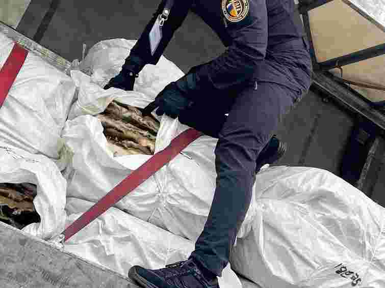 Закарпатські митники вилучили у керівника відомої хутрової фабрики 10 тис. шкурок бобрів