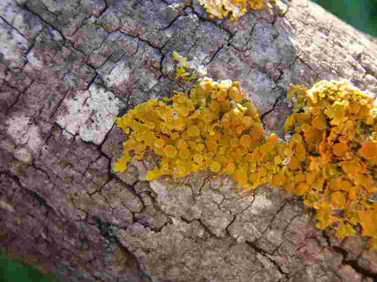 Забудьте про мох і лишайники на деревах: допоможуть дві прості речі з кухні