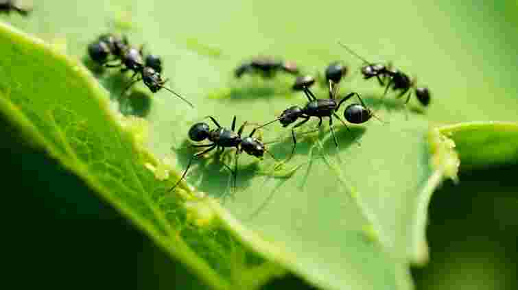 Ці рослини приваблюють мурах: що ніколи не варто садити під будинком