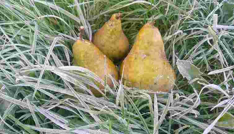 Синоптики попередили про сильні заморозки у Львові та області