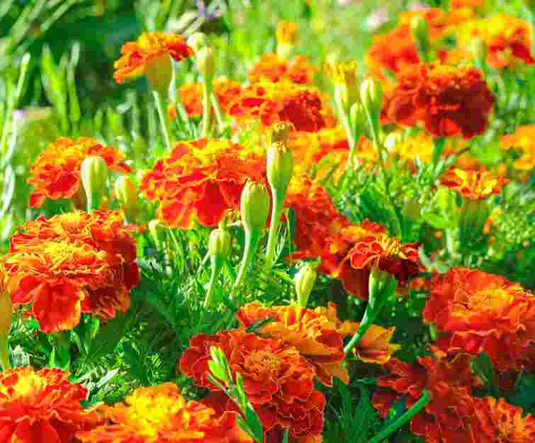 Оздоровити сад можна за допомогою зів'ялих квітів: як зробити компост з чорнобривців