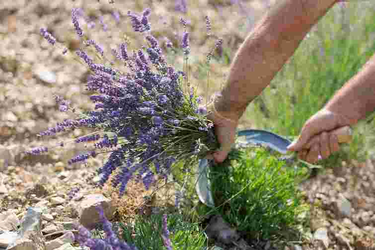 Кущ буде знову пишний: як повернути життя старій лаванді