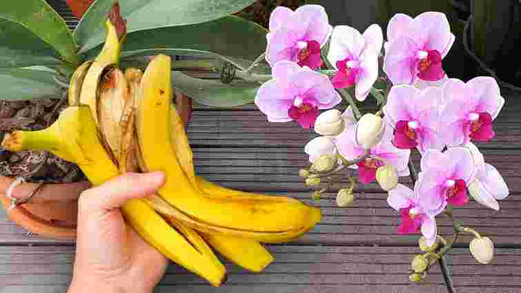 Осінній секрет догляду: як повернути цвітіння орхідеї за допомогою банану