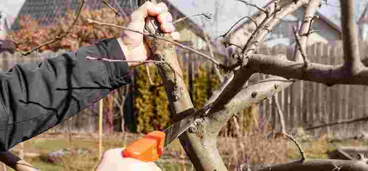 Як підготувати плодові дерева до зими: 10 порад, які справді працюють