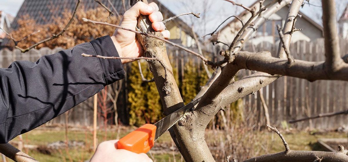 Як підготувати плодові дерева до зими: 10 порад, які справді працюють