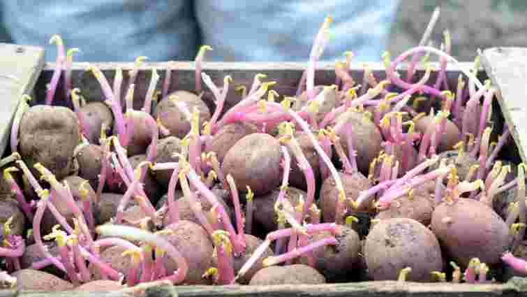 Чи можна їсти пророщену картоплю: відповідь науковців