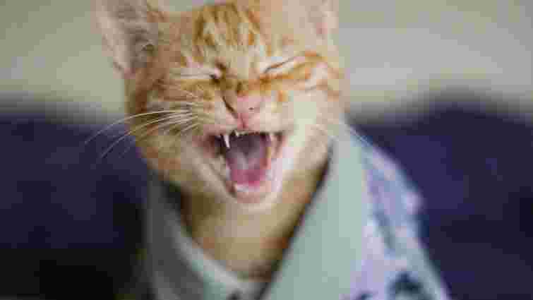 Чи можуть коти сміятися та усміхатися: пояснення ветеринара