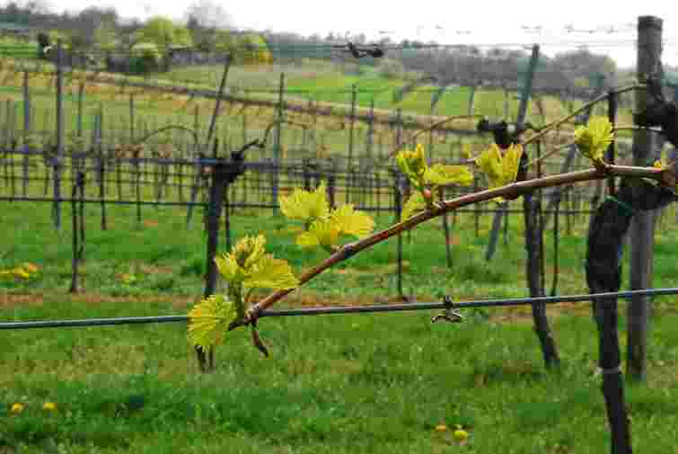 Що обов'язково треба зробити з виноградом перед зимою: 6 важливих справ