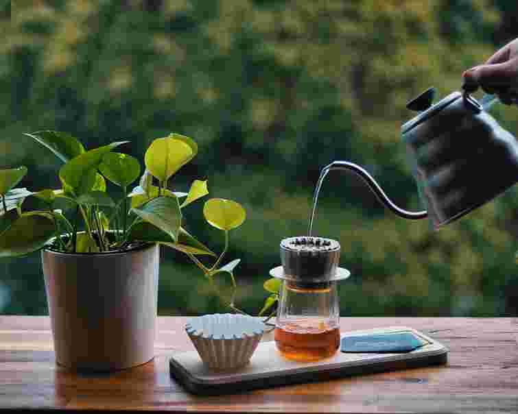 Ніколи не викидайте чайну заварку: як нею підживлювати кімнатні рослини