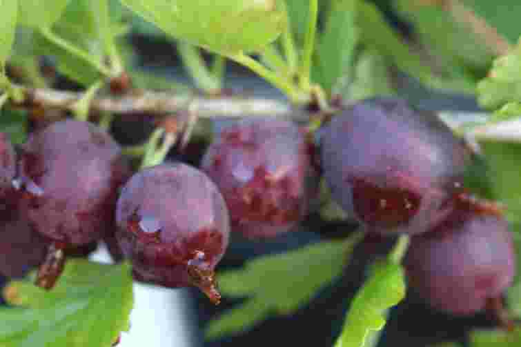 Обрізка аґрусу: прості правила для здорового врожаю