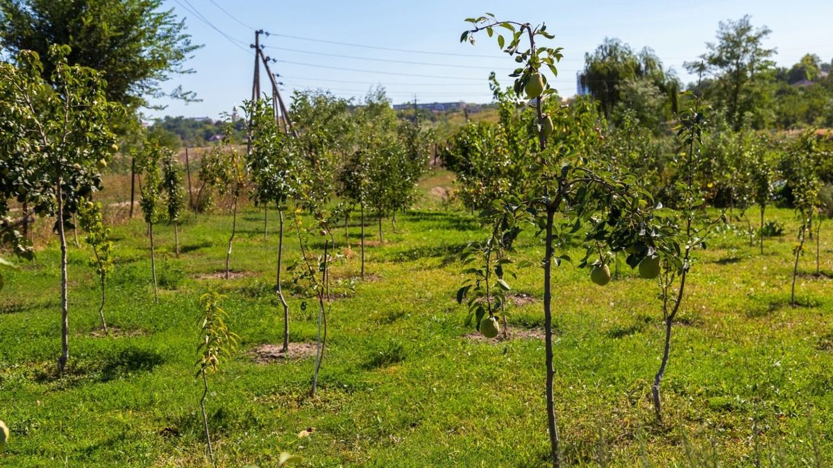 Як підготувати плодові дерева до морозів: важливі поради захисту саду