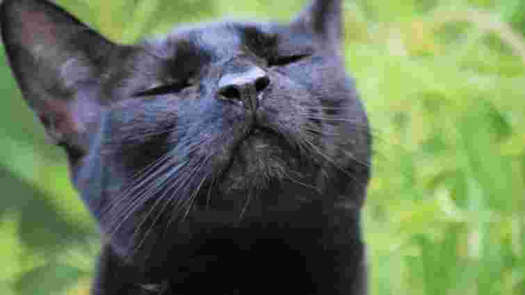 Чому кіт божеволіє від запаху хлорки: чи це небезпечно для улюбленця 