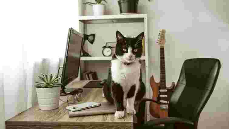 Де в Україні шукати pet-friendly житло: області з найбільшою кількістю пропозицій