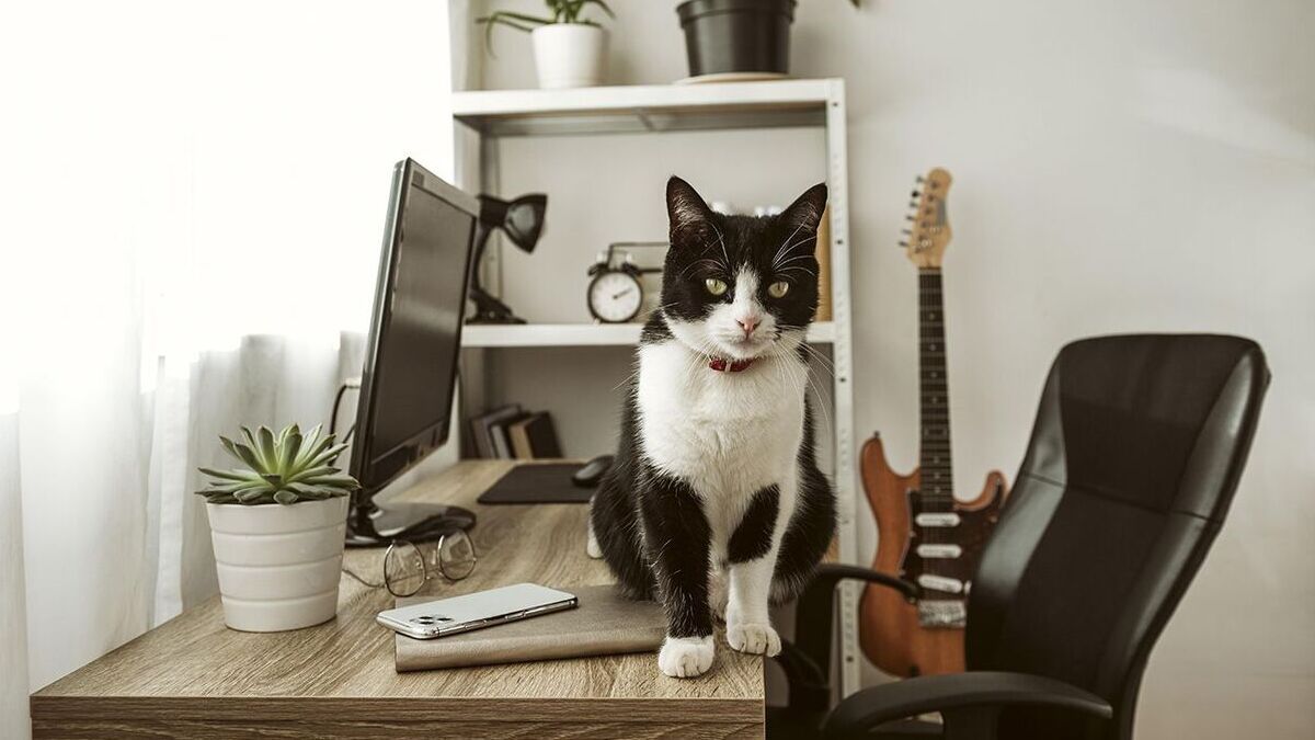 Де в Україні шукати pet-friendly житло: області з найбільшою кількістю пропозицій