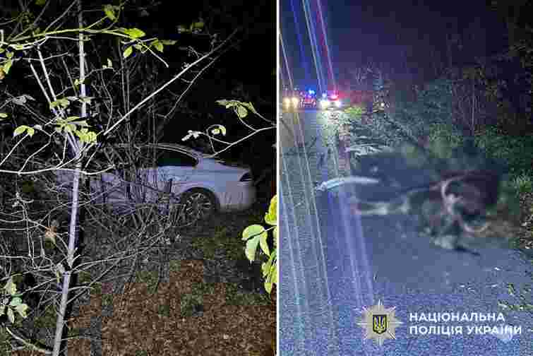 Дикий лось спричинив смертельну ДТП на трасі у Хмельницькій області 