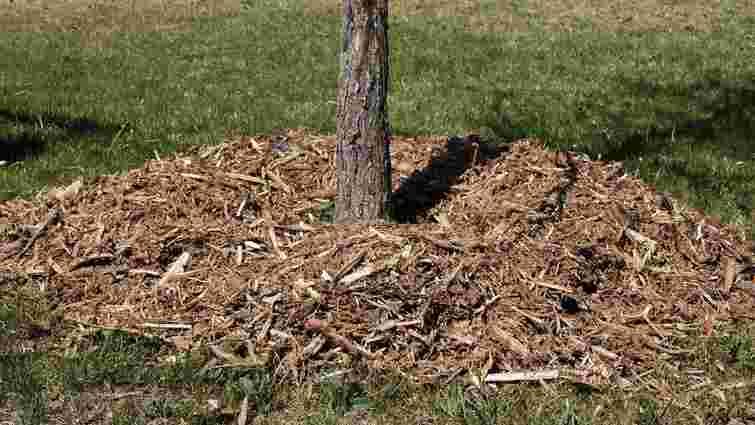 Захистіть сад від вимерзання вже зараз: чим і як потрібно мульчувати дерева та кущі