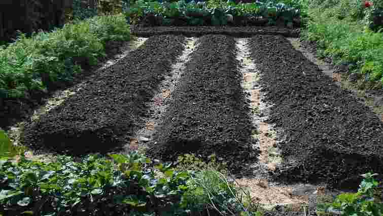 Фундамент майбутнього урожаю: чим обовʼязково треба підгодувати грядки до першого снігу