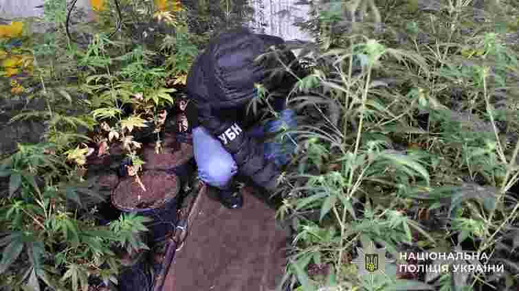 Львівська поліція викрила нарколабораторію та вилучила канабісу на 3 млн грн