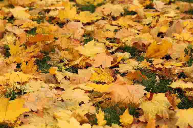 Не поспішайте: коли опале листя точно варто залишити на городі і в саду