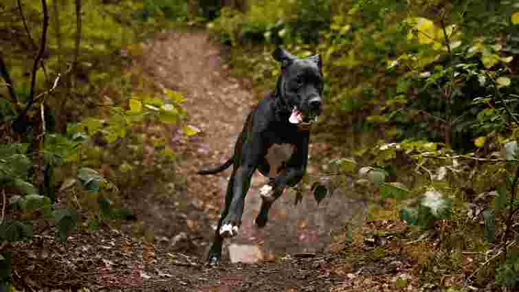 Тренуйте не тільки тіло, а й мозок: як заспокоїти занадто енергійного собаку