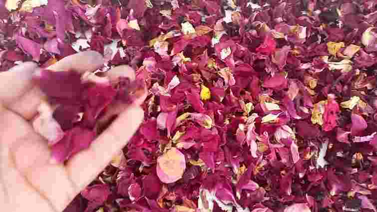 Не сміття, а цінне добриво: як використати зівʼялі троянди восени в саду