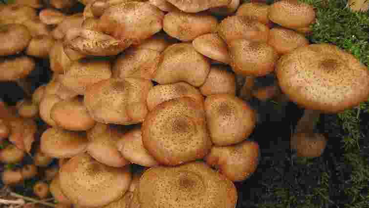 Це обовʼязково треба зробити: скільки часу потрібно варити опеньки 