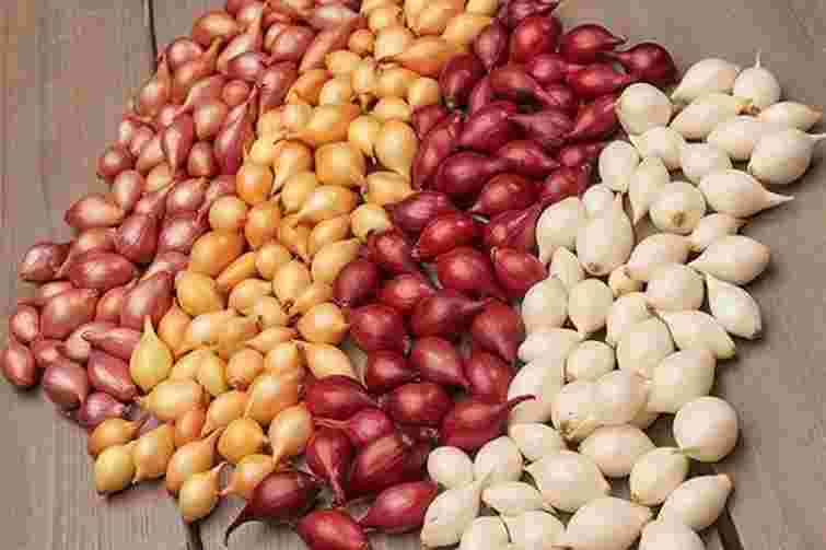 Якісний урожай гарантовано: найкращі сорти озимої цибулі, які варто посадити цього року