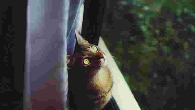 Це не завжди цікавість: чому ваш кіт так любить дивитися у вікно